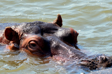 hippo close up