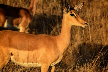 Impala in early light