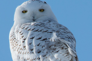 snowy owl on a pole