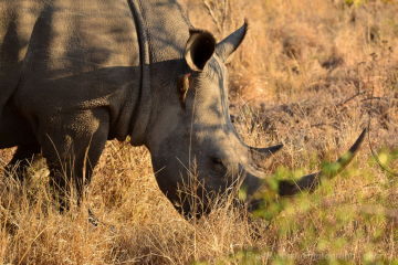 white rhino grazing