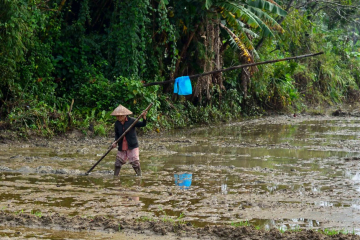 rice field worker.3460