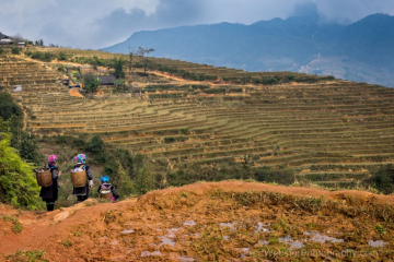 sapa ridges and rice fields