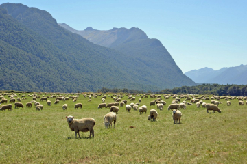 Sheep in south island-