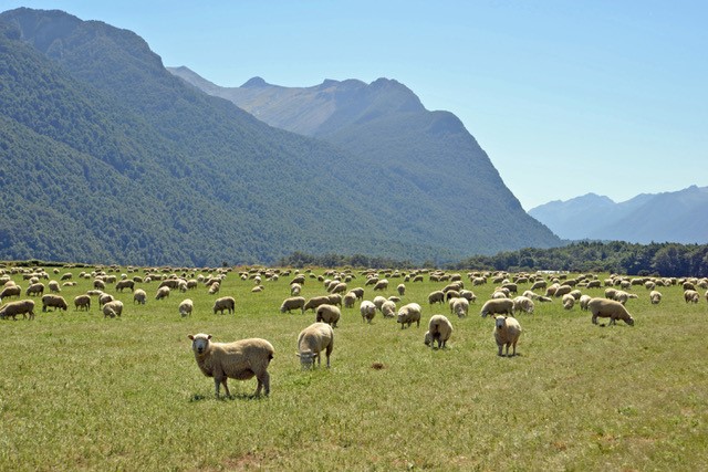 New Zealand Sheep