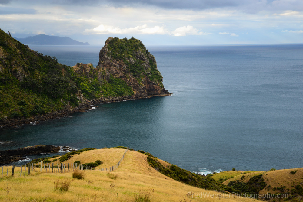 Roaming the Coromandel