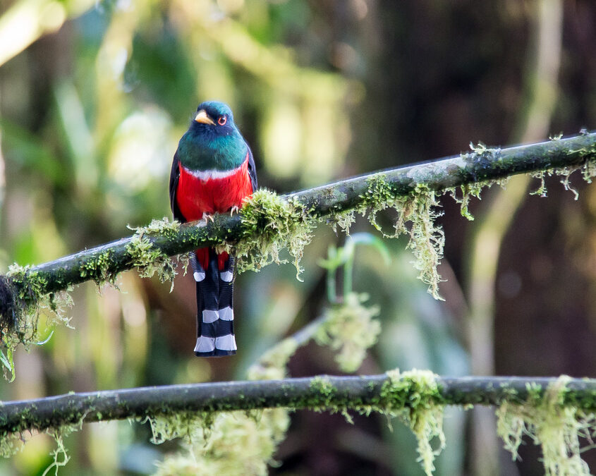 Travel and visit Bellavista Cloud Forest Reserve