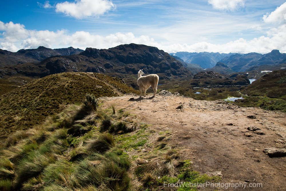 Hiking the Peaks of Cajas National Park