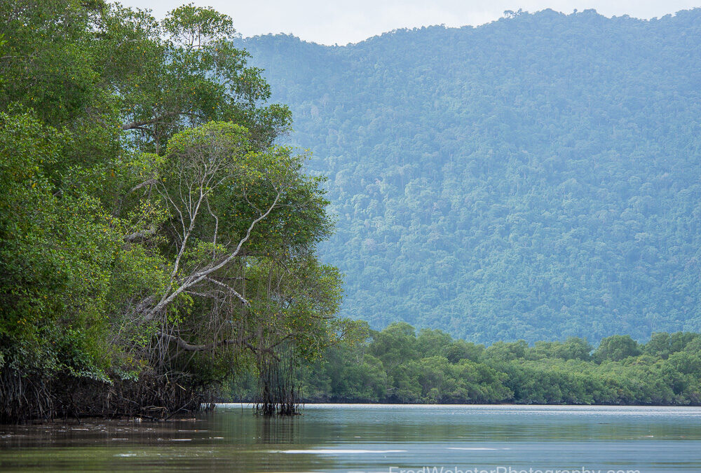 Pacific Coast Mangrove and Cacao