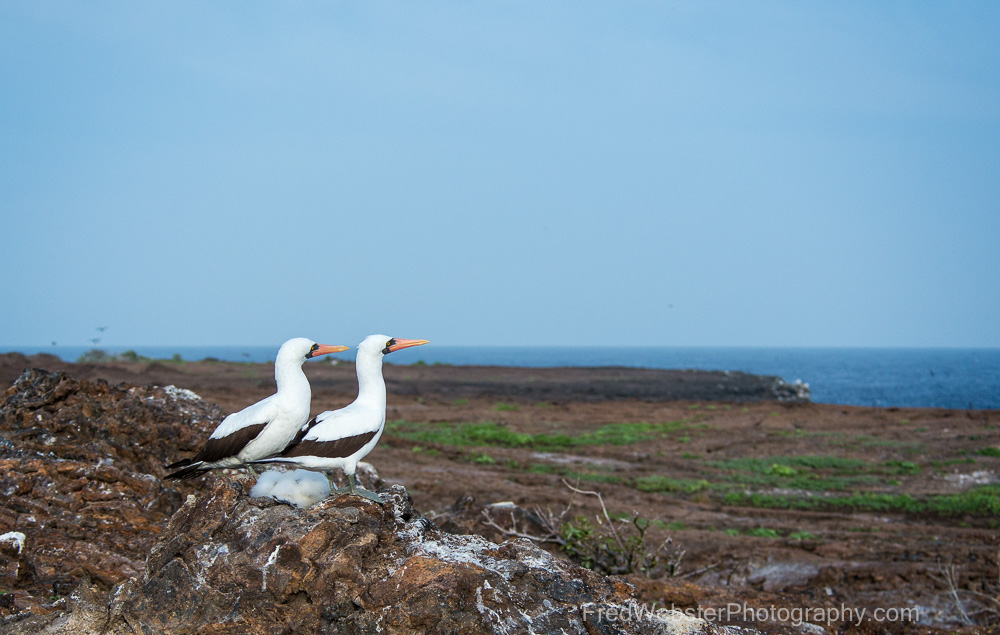 Galapagos – Part I